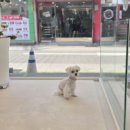 솜사탕 애견미용실 이미지