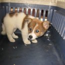 김정복 동물병원 이미지