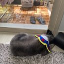 디오펫샵 이미지