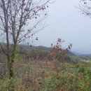 중간상사리 이미지