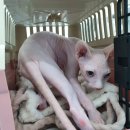 에치메디칼 이미지