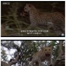 표범 이미지