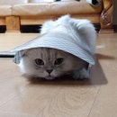 서울매스티지치과의원 이미지