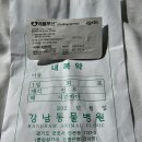 굿닥터동물병원 | 경기 군포시 동물병원 방문자 리뷰 인기순위 TOP 5
