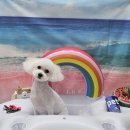 허그멍뭉이# 이미지