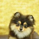 모리펫샵 이미지