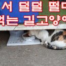 추워서 덜덜 떨며 밥 먹는 길고양이A street cat shivering from the cold and eating 이미지