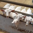 숲속산양목장 이미지