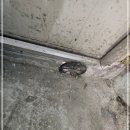 분당동 방역업체 실내에 침입한 대형바퀴벌레 퇴치 후기