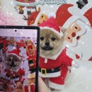 꽃피는견생 인천애견유치원 이미지