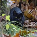 검은고양이 이미지