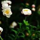 로단테(Rhodanthe) 이미지