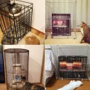 겨울의 일본집은 너무 추워서 난로에 화상을 입는 고양이들이 많다.jpg 이미지