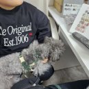 유리엘라 이미지