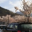 구미 금오산 벚꽃 축제와 올랫길 이미지