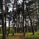 순포습지 | 강릉 셀프 웨딩 장소 추천 (순포습지) | 셀프 웨딩 꿀팁, 삼각대 추천 (feat. 셀프웨딩 현실)