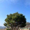 정우칼국수