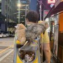 가방위에 고양이 이미지