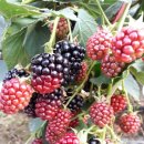 장생농장 이미지