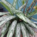 청도강변돌고래펜션 이미지