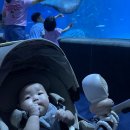 7월30일 롯데월드타워 아쿠아리움 이미지