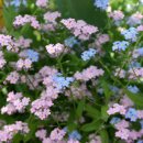 물망초forgetmenot 이미지