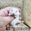 펫엔글라이더 인천점 이미지