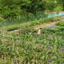 소금강버들펜션 이미지