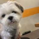 계내봉닭 이미지