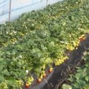 옥분농장 이미지