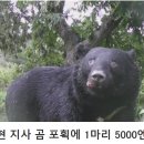 일본 곰 포획 현상금 이미지