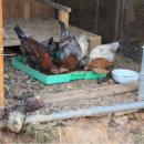 연두농장 이미지