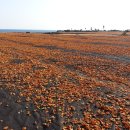 주홍목장 이미지