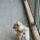 디디디아이 네이버블로그