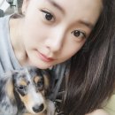 클라라애견 이미지