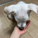 댕댕곳간 이미지