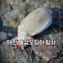 태안호스릴-5 | 5월 태안 봄갑오징어 탐사후기(+포인트 공개)