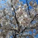 정관할매 | 부산 기장 소원사 다녀온 후기 🌸