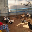 통일농장 이미지