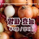 양파즙 양파의 양파 1개 칼로리 이미지