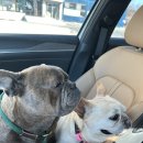 안성카세차장 이미지