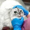 하이동물병원 이미지