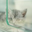 도로시펫고양이