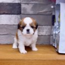 레드앤화이트독 네이버블로그