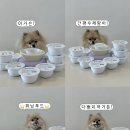 [위닝푸드] 강아지 자연식 강아지 화식 강아지 특식 후기 (11종 메뉴 솔직 리뷰)