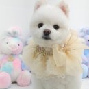 섬댕 강아지 미용실 이미지