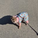 대구혁신메디컬 동물병원 | 14살 노견은 병원과 친해진다: 대구혁신메디컬동물병원에서 건강검진 하기