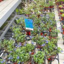 백암무지개농장 | 용인 꽃시장 남사화훼단지 (주차장 포장 분갈이 화분 코너 등등 둘러보기)