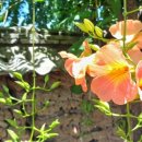 이규행가옥 이미지