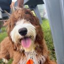 아루보리 이미지